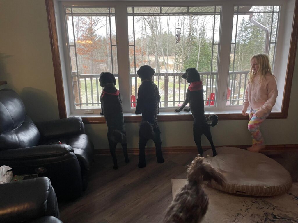 3 dogs and child staring out the window